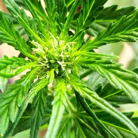 Royal Gorilla automatic growlog timeline photo
