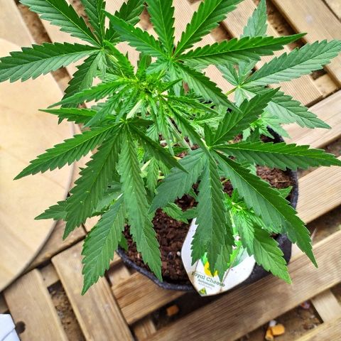 Royal Gorilla automatic growlog timeline photo