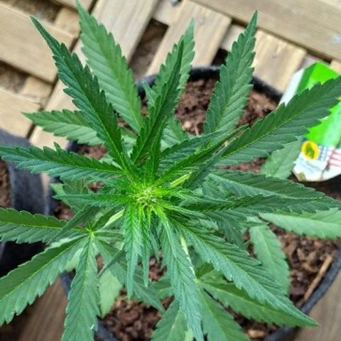 Royal Gorilla automatic growlog timeline photo