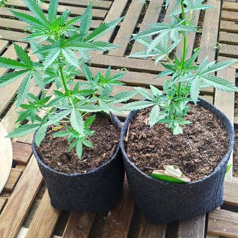Royal Gorilla automatic growlog timeline photo