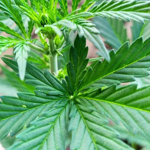Royal Gorilla automatic growlog timeline photo