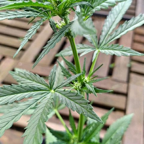 Royal Gorilla automatic growlog timeline photo