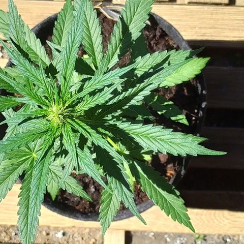Royal Gorilla automatic growlog timeline photo