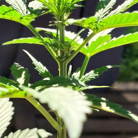 Royal Gorilla automatic growlog timeline photo