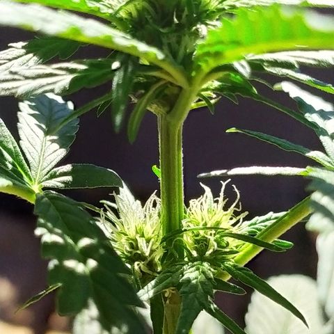 Royal Gorilla automatic growlog timeline photo