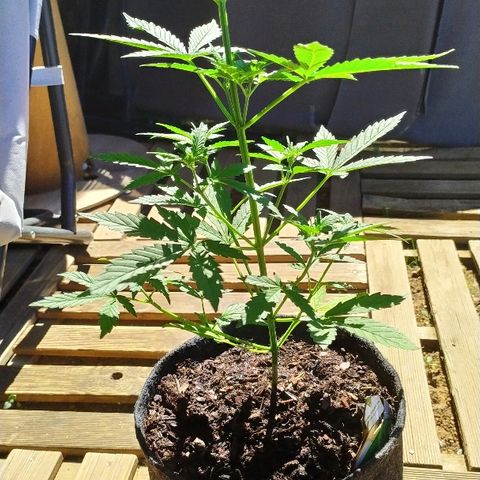 Royal Gorilla automatic growlog timeline photo