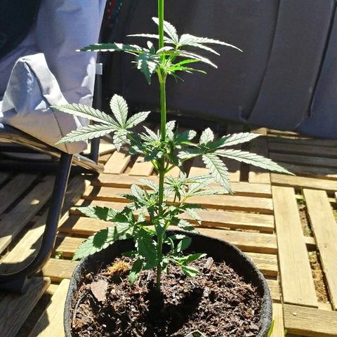 Royal Gorilla automatic growlog timeline photo