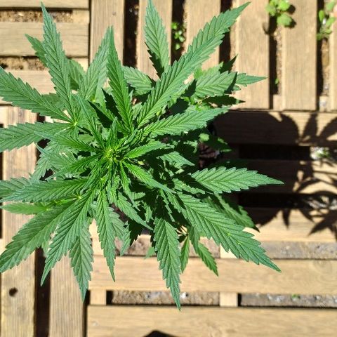 Royal Gorilla automatic growlog timeline photo