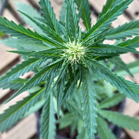 Royal Gorilla automatic growlog timeline photo