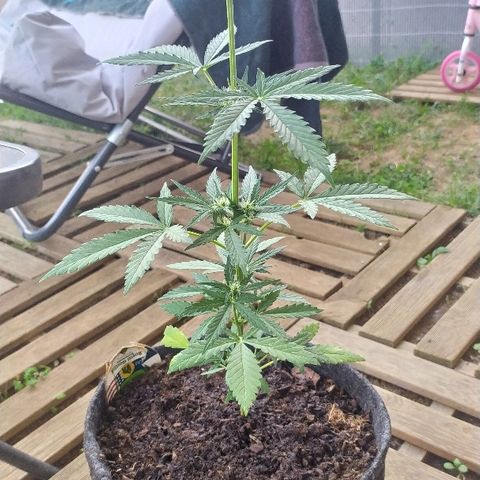 Royal Gorilla automatic growlog timeline photo
