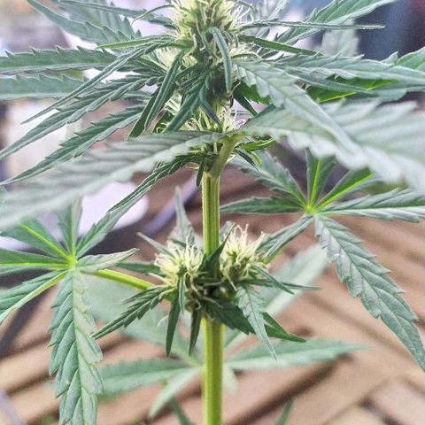 Royal Gorilla automatic growlog timeline photo