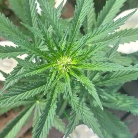 Royal Gorilla automatic growlog timeline photo