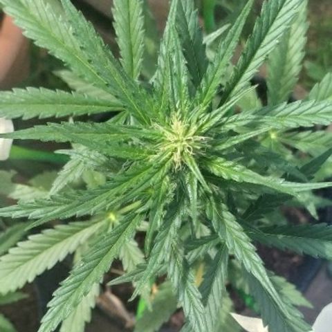 Royal Gorilla automatic growlog timeline photo