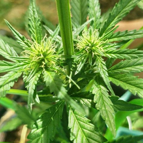 Royal Gorilla automatic growlog timeline photo