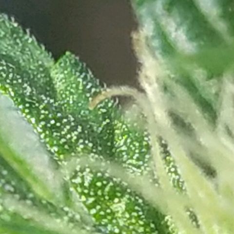 Royal Gorilla automatic growlog timeline photo