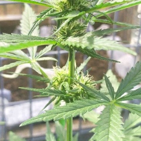 Royal Gorilla automatic growlog timeline photo