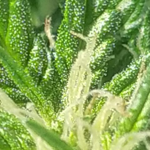 Royal Gorilla automatic growlog timeline photo