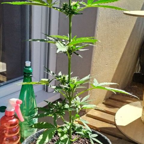 Royal Gorilla automatic growlog timeline photo
