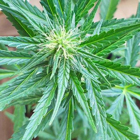 Royal Gorilla automatic growlog timeline photo