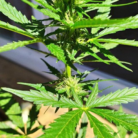 Royal Gorilla automatic growlog timeline photo