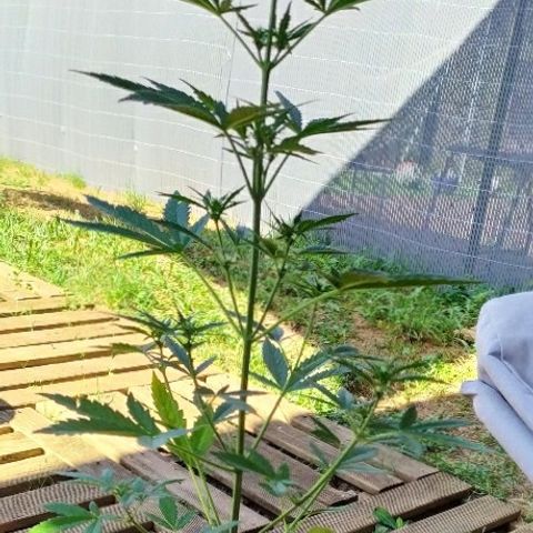 Royal Gorilla automatic growlog timeline photo