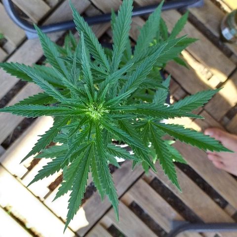 Royal Gorilla automatic growlog timeline photo