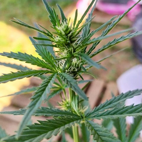 Royal Gorilla automatic growlog timeline photo