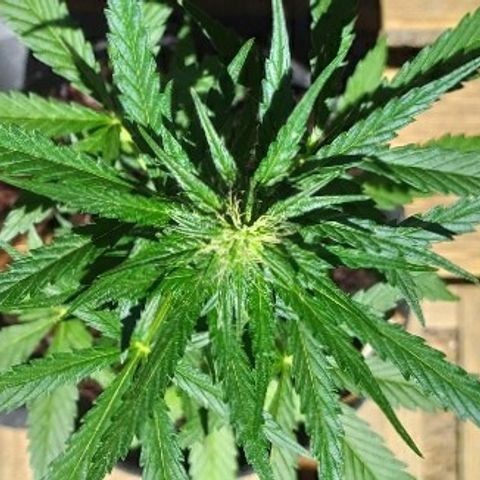 Royal Gorilla automatic growlog timeline photo