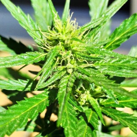 Royal Gorilla automatic growlog timeline photo