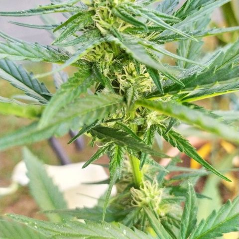 Royal Gorilla automatic growlog timeline photo