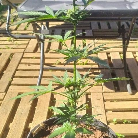 Royal Gorilla automatic growlog timeline photo