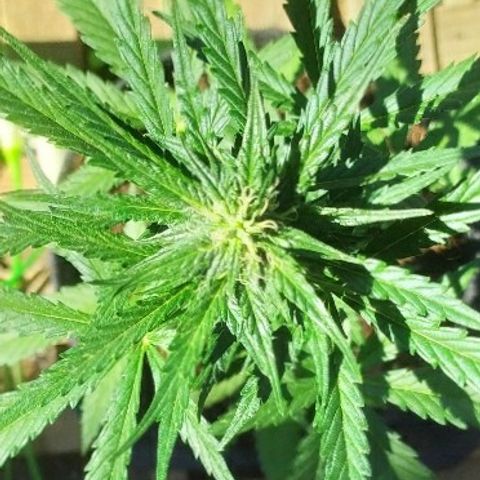 Royal Gorilla automatic growlog timeline photo