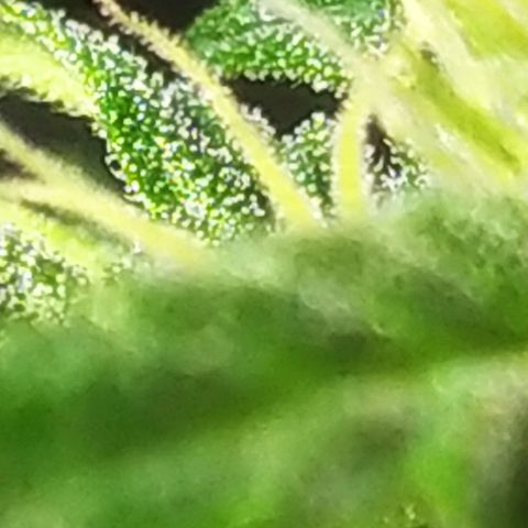 Royal Gorilla automatic growlog timeline photo
