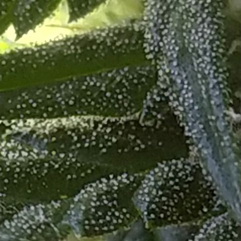 Royal Gorilla automatic growlog timeline photo
