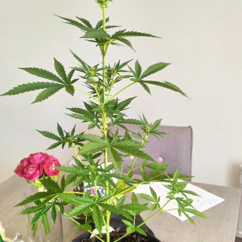 Royal Gorilla automatic growlog timeline photo