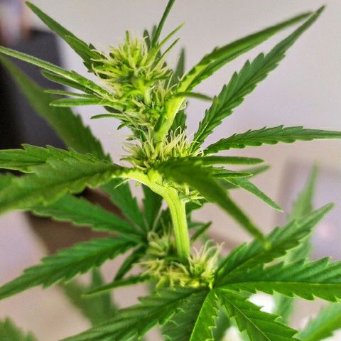 Royal Gorilla automatic growlog timeline photo