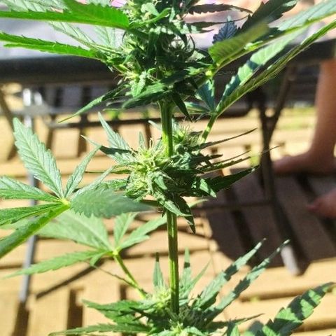 Royal Gorilla automatic growlog timeline photo
