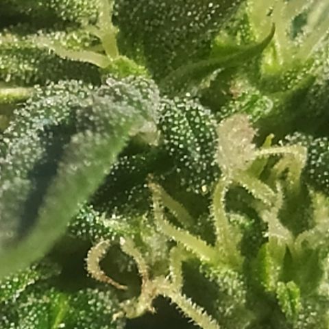 Royal Gorilla automatic growlog timeline photo