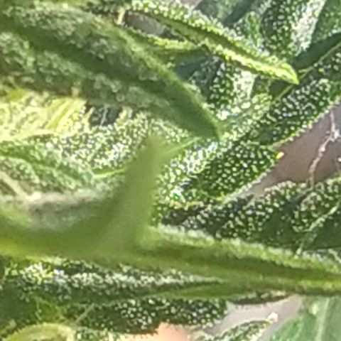 Royal Gorilla automatic growlog timeline photo
