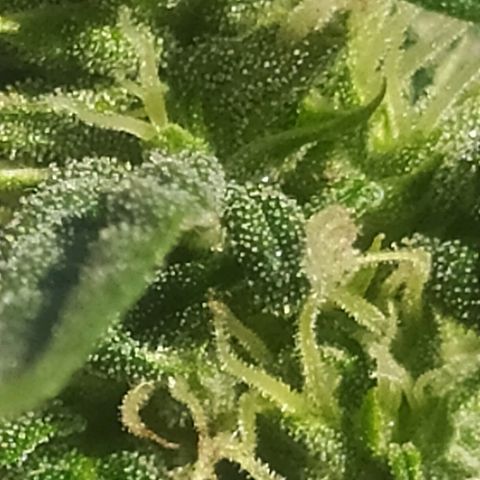 Royal Gorilla automatic growlog timeline photo