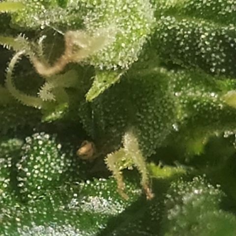 Royal Gorilla automatic growlog timeline photo