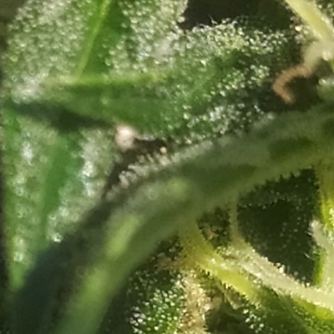 Royal Gorilla automatic growlog timeline photo