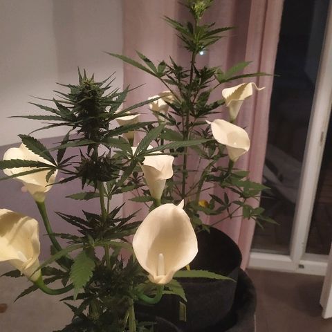 Royal Gorilla automatic growlog timeline photo