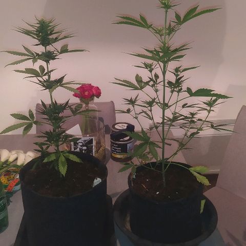 Royal Gorilla automatic growlog timeline photo