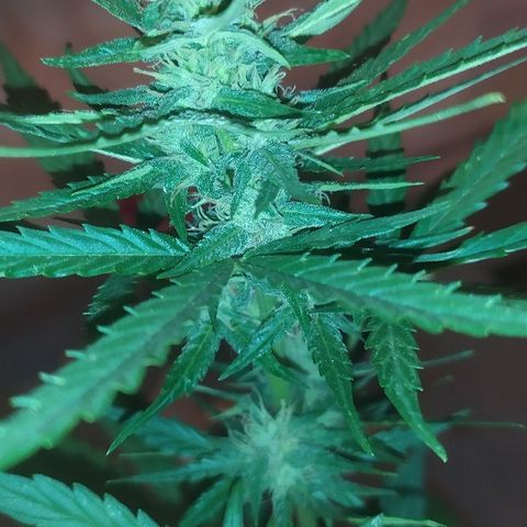 Royal Gorilla automatic growlog timeline photo