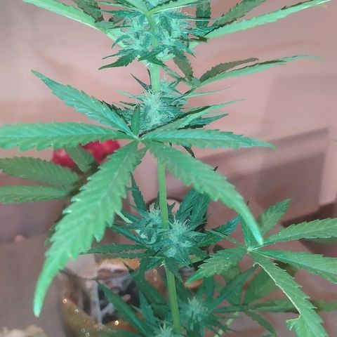 Royal Gorilla automatic growlog timeline photo
