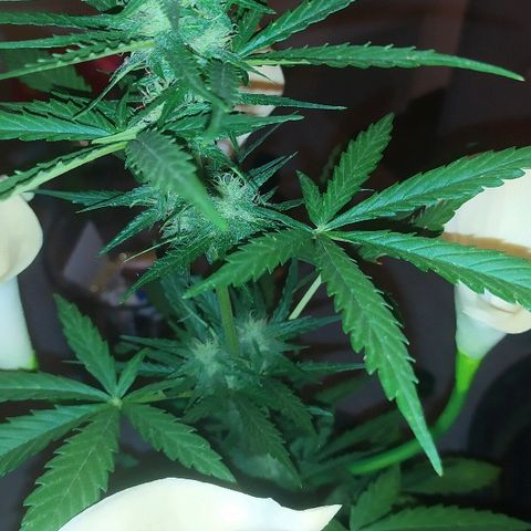 Royal Gorilla automatic growlog timeline photo
