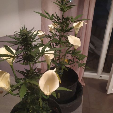 Royal Gorilla automatic growlog timeline photo