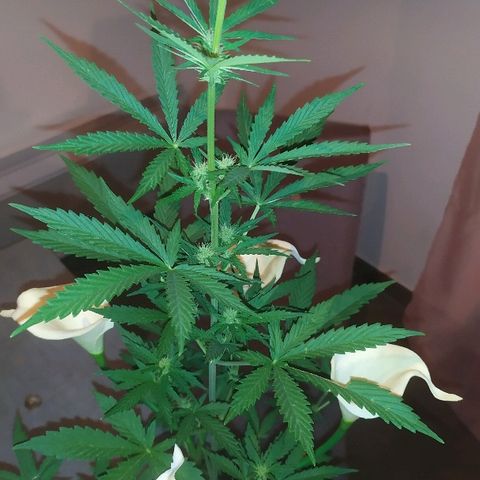 Royal Gorilla automatic growlog timeline photo