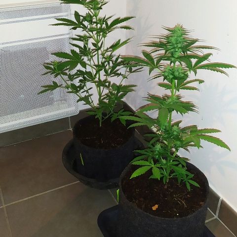 Royal Gorilla automatic growlog timeline photo